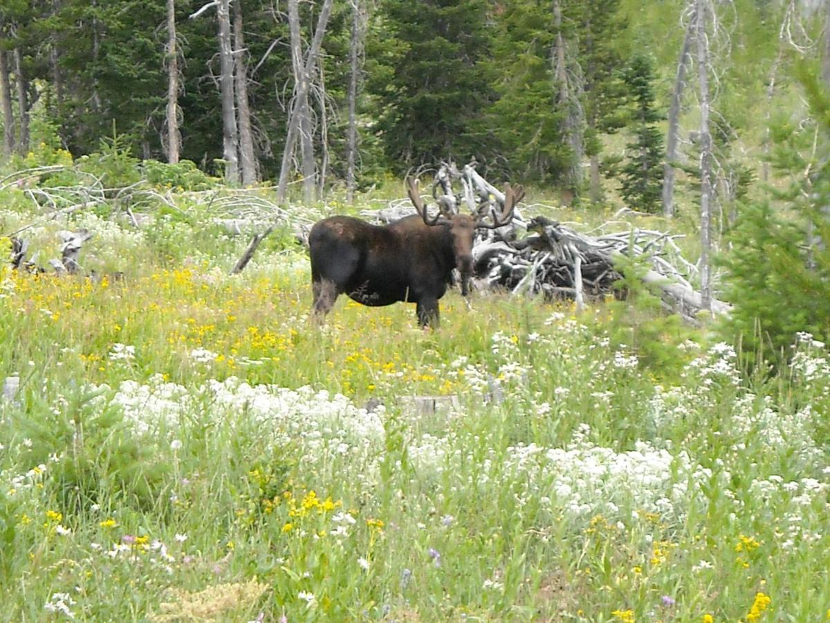 Antlers Lodge Cooke City Esterno foto