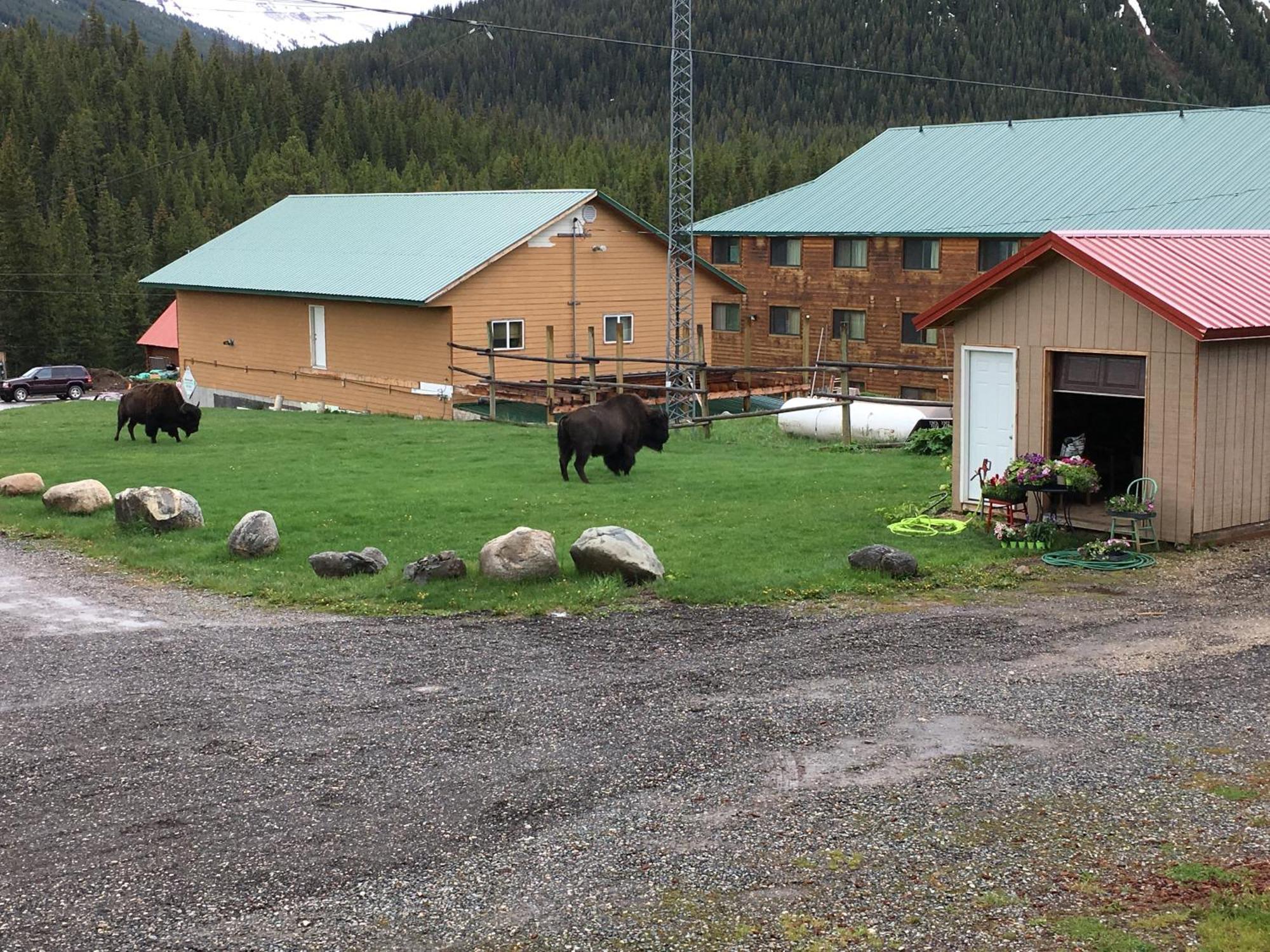 Antlers Lodge Cooke City Esterno foto